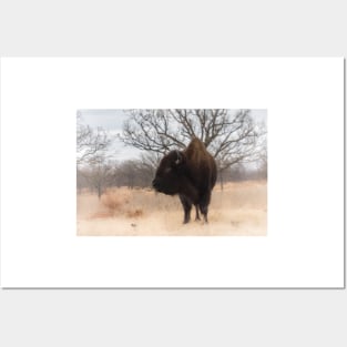 Grazing American Bison Woolaroc Oklahoma Posters and Art